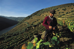 au coeur du douro - une quinta dans les vignes