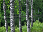 finlande - de carélie en laponie