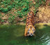 tigres du rajasthan - le livre de la jungle