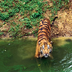 tigres du rajasthan - le livre de la jungle