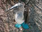 objectif galapagos !