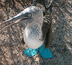 objectif galapagos !