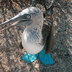 objectif galapagos !