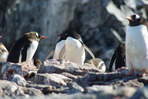 croisière en antarctique