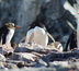 croisière en antarctique