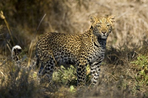 le kruger pour terrain de jeux - infinite safari