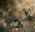 le kruger pour terrain de jeux - infinite safari