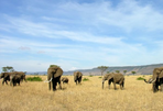 safari au kenya, sur les traces de mama daktari