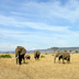 safari au kenya, sur les traces de mama daktari