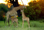 afrique du sud : un safari en famille et sans palu !