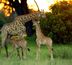 afrique du sud : un safari en famille et sans palu !