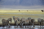 kenya - tanzanie : le plus grand lac, les plus belles réserves