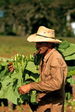 habanos: tout sur le cigare cubain