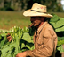 habanos: tout sur le cigare cubain
