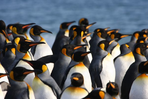 antarctique - croisière en géorgie du sud