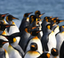 antarctique - croisière en géorgie du sud