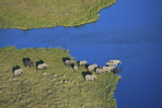 le bain des éléphants