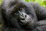 a la rencontre du rwanda