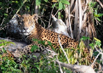 brésil - safari insolite au pantanal