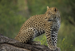 du kruger au cap - un rêve d'afrique du sud
