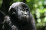 ouganda et rwanda, le safari des primates