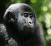 ouganda et rwanda, le safari des primates