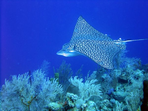 belize : un paradis sous-marin