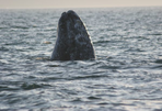en famille : cactus et  baleines du pacifique