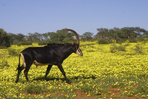 botswana : a la recherche du fantôme gris