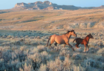 mustangs et pépites d´or