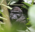 gorilles du congo : la réserve d'odzala kokoua