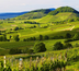 des vignobles aux alpages  - voyage chic en forêt noire