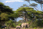 amboseli et l'éden tanzanien