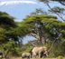 amboseli et l'éden tanzanien