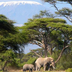amboseli et l'éden tanzanien