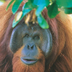 sumatra : orangs outangs et plages de rêve
