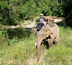 un éléphant, ça trompe... la thailande avec vos enfants