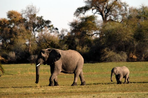 safari au pays du roi lion - le kenya en famille