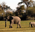 safari au pays du roi lion - le kenya en famille