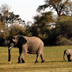 safari au pays du roi lion - le kenya en famille