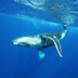 moorea, bora bora, rangiroa : 3 mythes, 3 spots