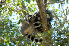 rencontre afrique madagascar