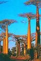 Paysages de Madagascar 