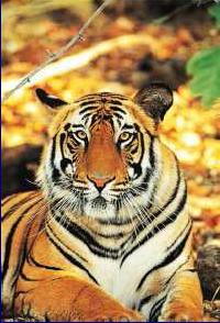 Ecotourisme et protection du tigre en Inde
