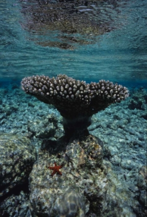 conservation des récifs coralliens 