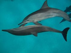 Protection des Dauphins de la Mer Rouge avec HEPCA