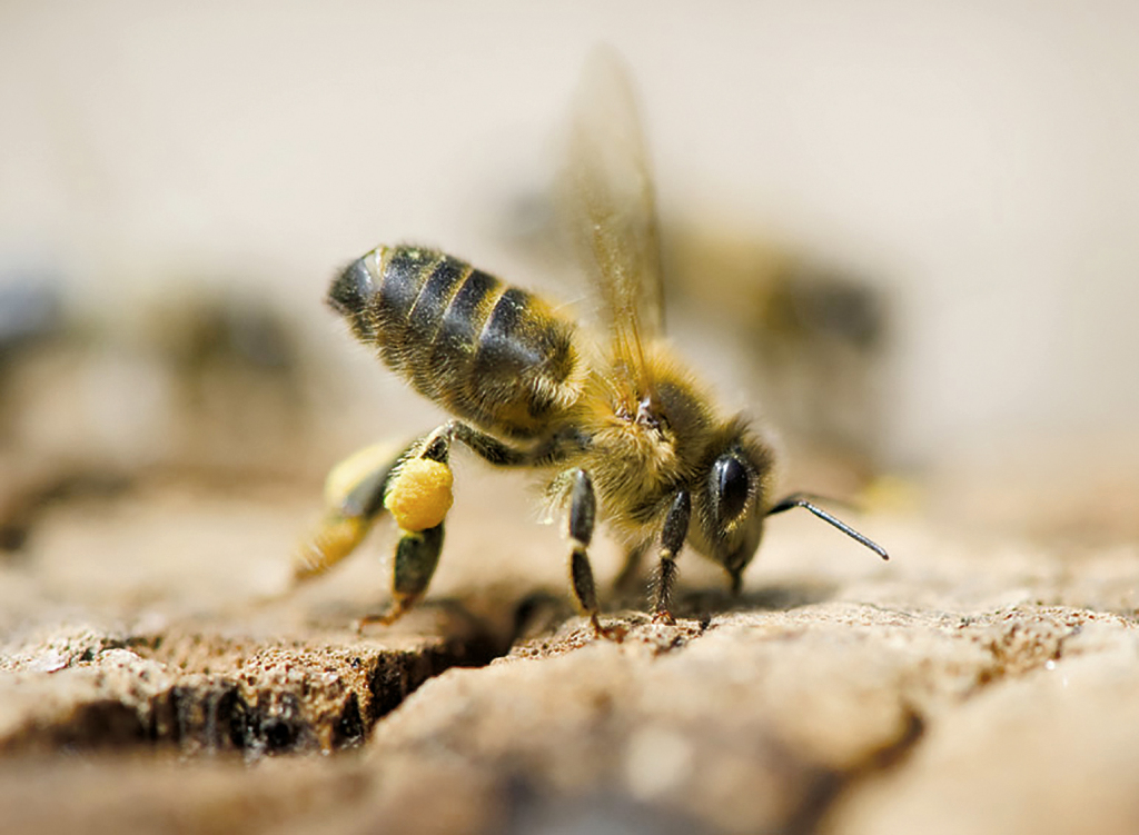 L'abeille Noire photo prise par Thierry_Vezon