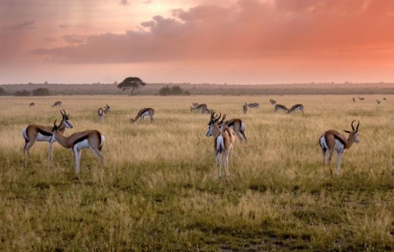 Gazelles et antilopes au Botswana sous un ciel rose