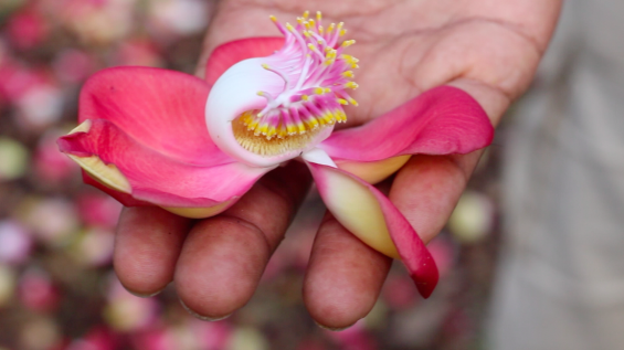 Fleur de Boulet de Canon - Les îles de Guadeloupe