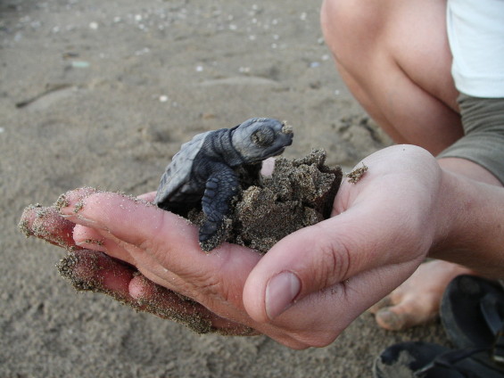 mission protection des tortues en Grèce avec volontaire pour la nature